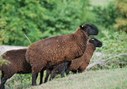 brown sheep on hill